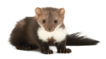 Image_1_STOP&GO_Marten
